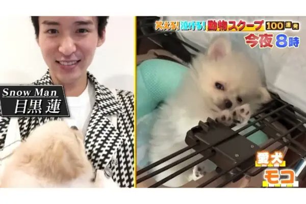 愛犬モコをめぐる同棲疑惑の真相